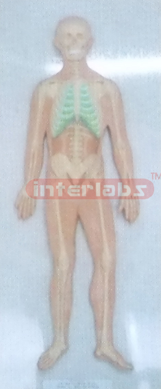 HUMAN ALL SKELETON SYSTEM, WOODEN PLATE (A TYPE)